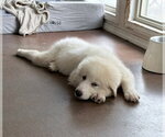 Small #1 Great Pyrenees