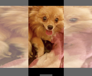 Mother of the Pomeranian puppies born on 02/28/2023