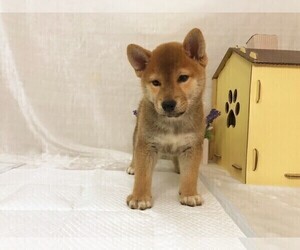 Shiba Inu Puppy for sale in SAN GABRIEL, CA, USA