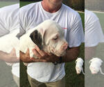 Small Photo #2 American Bulldog Puppy For Sale in NORTH AUGUSTA, SC, USA