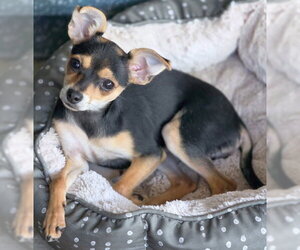 Diamond - Female Doxie-Pin Dog for Adoption - Photo #4