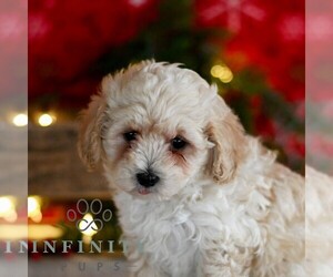 Maltipoo Puppy for sale in MILL HALL, PA, USA