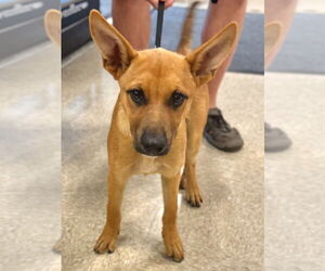 Carolina Dog-Unknown Mix Dogs for adoption in Claremore, OK, USA