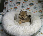 Small Pomeranian