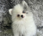 Puppy Spuds Pomeranian