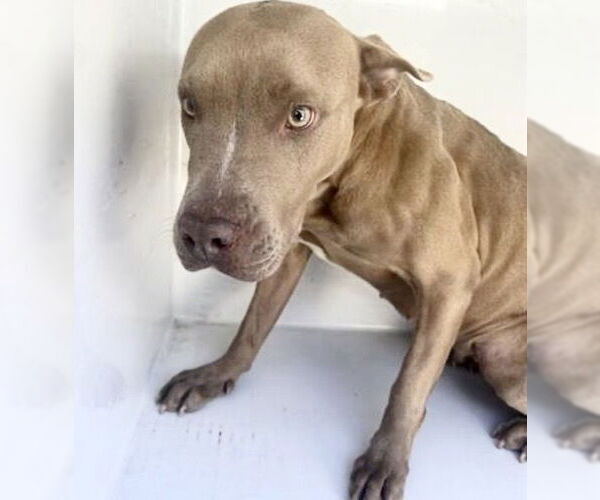 Medium Photo #2 Mutt Puppy For Sale in Houston, TX, USA