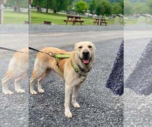 Labrador Retriever-Unknown Mix Dogs for adoption in Lewistown, PA, USA