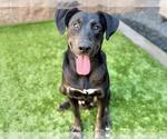 Small #3 Doberman Pinscher-Labrador Retriever Mix