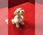 Small Photo #6 Schnauzer (Miniature) Puppy For Sale in COLONIAL HEIGHTS, TN, USA
