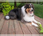 Small #3 Collie