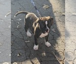 Small #1 American Bulldog