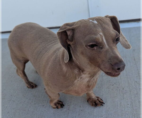 Medium Photo #4 Dachshund Puppy For Sale in Shelbyville, TN, USA