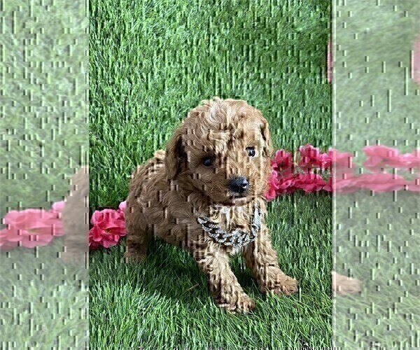 Medium Photo #14 Poodle (Toy) Puppy For Sale in ALEXANDRIA, VA, USA