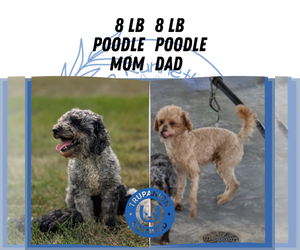 Father of the Poodle (Miniature) puppies born on 09/12/2025