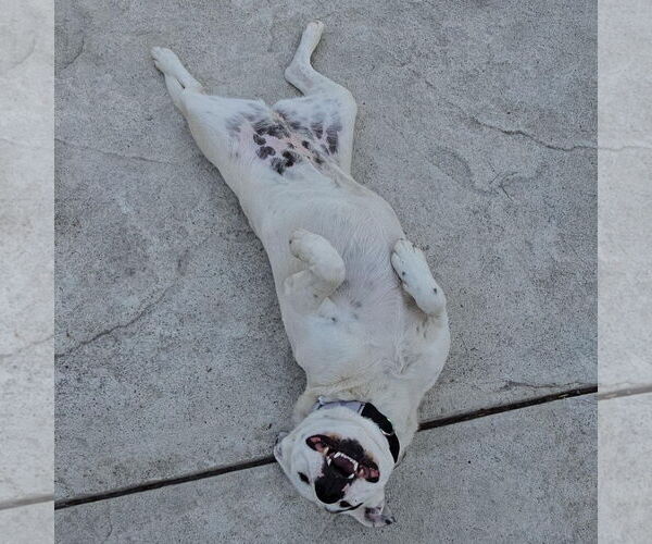 Medium Photo #5 Mutt Puppy For Sale in Stckton, CA, USA
