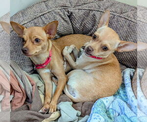 Chihuahua-Unknown Mix Dogs for adoption in Oakhurst, NJ, USA