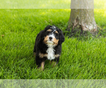 Small #18 Bernedoodle (Miniature)