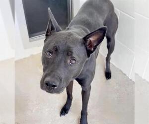 LETTIE - Female Labrador Retriever Dog for Adoption - Photo #2