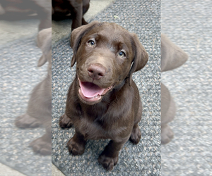 Labrador Retriever Puppy for sale in JAMESTOWN, PA, USA