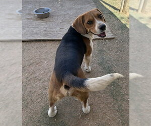 Beagle Dogs for adoption in Apple Valley, CA, USA