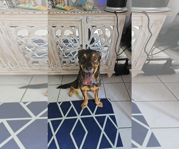 Medium Photo #1 German Shepherd Dog-Unknown Mix Puppy For Sale in Miami, FL, USA