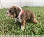 Small Photo #5 English Bulldog Puppy For Sale in SPRING HILL, FL, USA