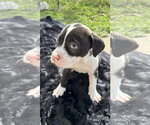 Small Photo #20 American Pit Bull Terrier-Labrador Retriever Mix Puppy For Sale in Holly Springs, NC, USA