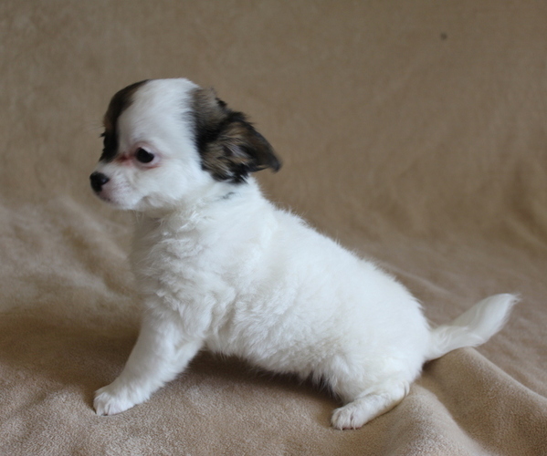 Medium Photo #6 Chihuahua Puppy For Sale in HUDSONVILLE, MI, USA