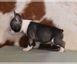 Small #2 French Bulldog