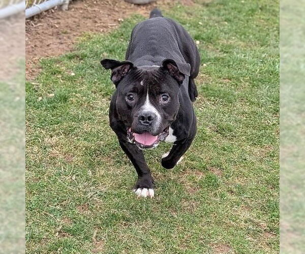 Medium Photo #3 American Pit Bull Terrier-Bulldog Mix Puppy For Sale in Rootstown, OH, USA