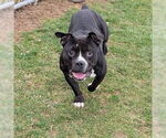 Small #2 American Pit Bull Terrier-Bulldog Mix