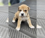 Small Photo #15 American Pit Bull Terrier Puppy For Sale in TRENTON, NJ, USA
