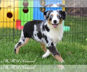Australian Shepherd Puppy for sale in EASTON, MO, USA