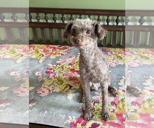 Poodle (Miniature) Dogs for adoption in Valrico, FL, USA