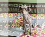 Small Poodle (Miniature)
