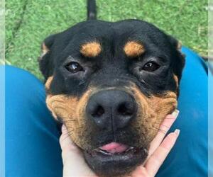 Rottweiler Dogs for adoption in Sugar Land, TX, USA