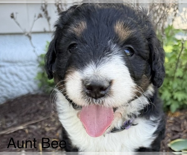 Medium Photo #3 Bernedoodle Puppy For Sale in SIBLEY, IL, USA