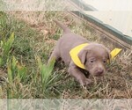 Small Photo #3 Labrador Retriever Puppy For Sale in MARSHFIELD, MO, USA