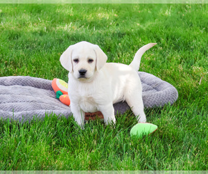 Labrador Retriever Puppy for sale in SYRACUSE, IN, USA