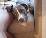 Small Photo #3 Mutt Puppy For Sale in Garner, NC, USA