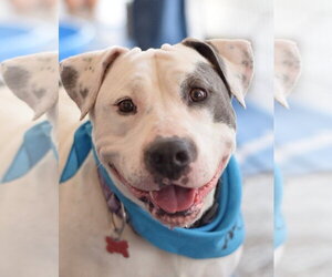 Mutt Dogs for adoption in San Diego, CA, USA