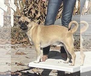 Father of the American Eskimo Dog-Pug Mix puppies born on 10/16/2025