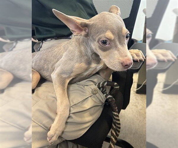 Medium Photo #1 Mutt Puppy For Sale in Plano, TX, USA