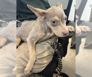 Mutt Dogs for adoption in Plano, TX, USA