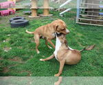 Small Photo #24 Labrador Retriever-Unknown Mix Puppy For Sale in Sebec, ME, USA