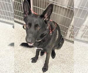 German Shepherd Dog Dogs for adoption in Houston, TX, USA