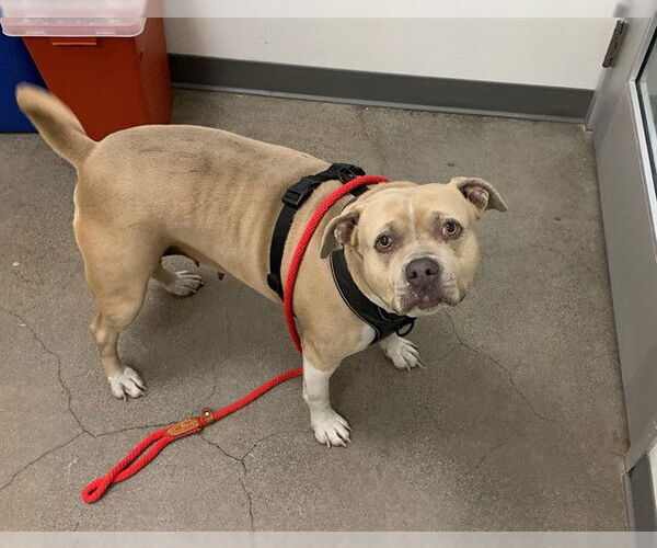 Medium Photo #1 American Pit Bull Terrier-Unknown Mix Puppy For Sale in Berkeley , CA, USA