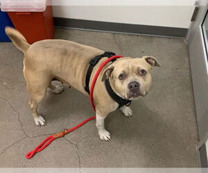 American Pit Bull Terrier-Unknown Mix Dogs for adoption in Berkeley , CA, USA