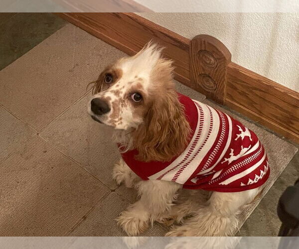 Medium Photo #2 Cocker Spaniel Puppy For Sale in Davis, CA, USA