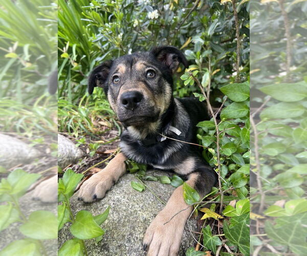 Medium Photo #5 Mutt Puppy For Sale in Dana Point, CA, USA